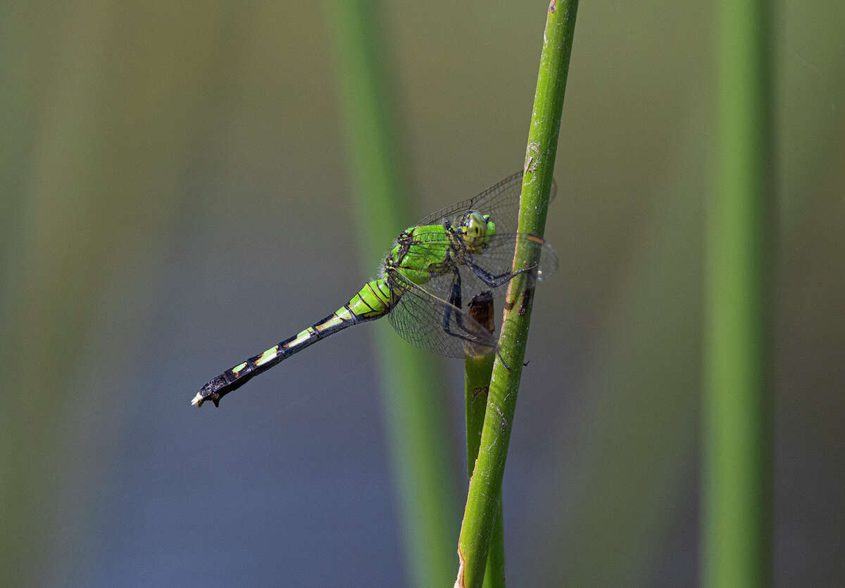 Dragonflies are nature's drones, attacking dangerous mosquitoes