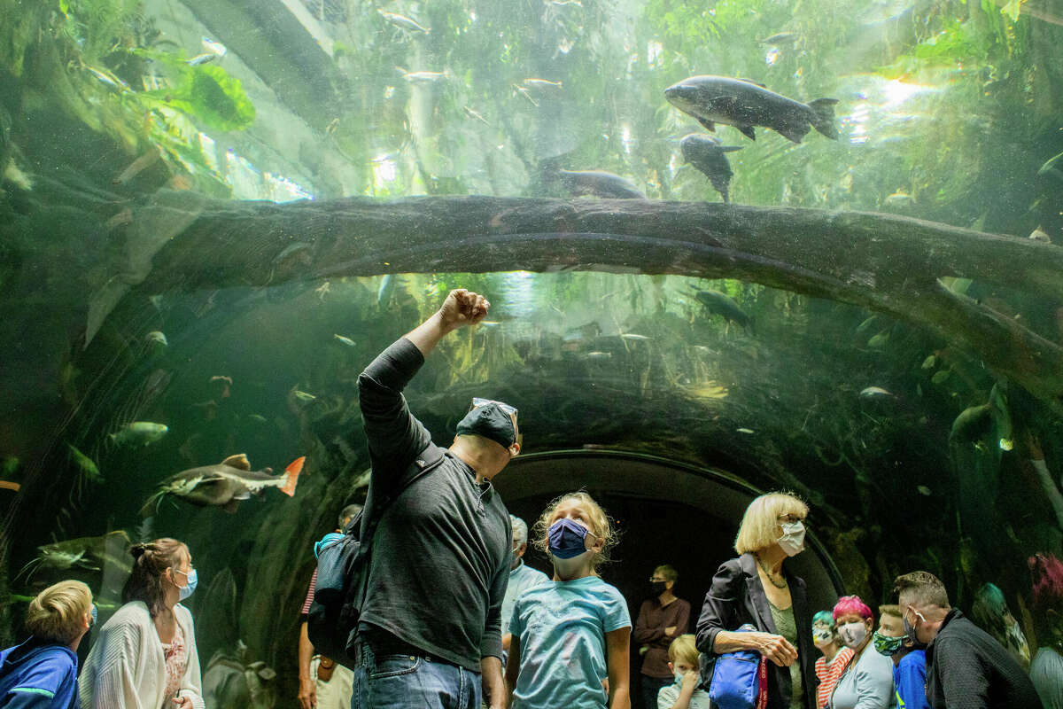 The California Academy of Sciences is one of the many attractions for visitors in San Francisco. 