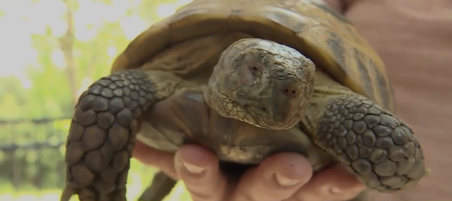 7-year-old boy helps reunite runaway tortoise with its family after 9 ...