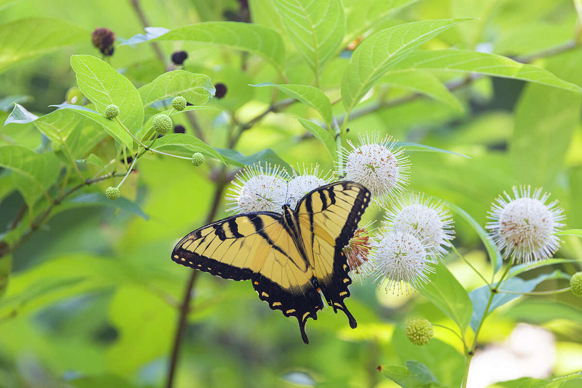 Butterflies of summer have arrived in Houston gardens