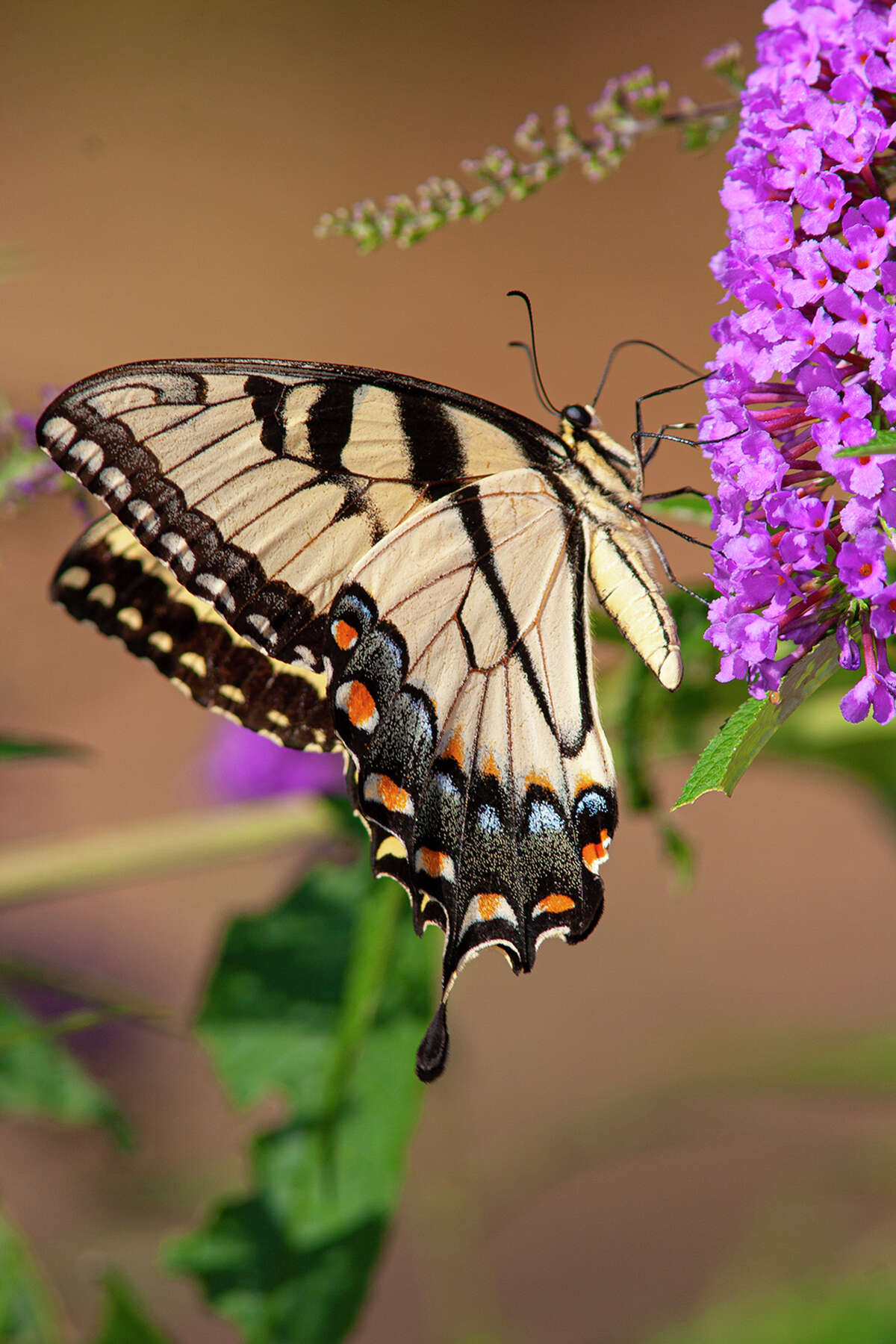 Butterflies of summer have arrived in Houston gardens