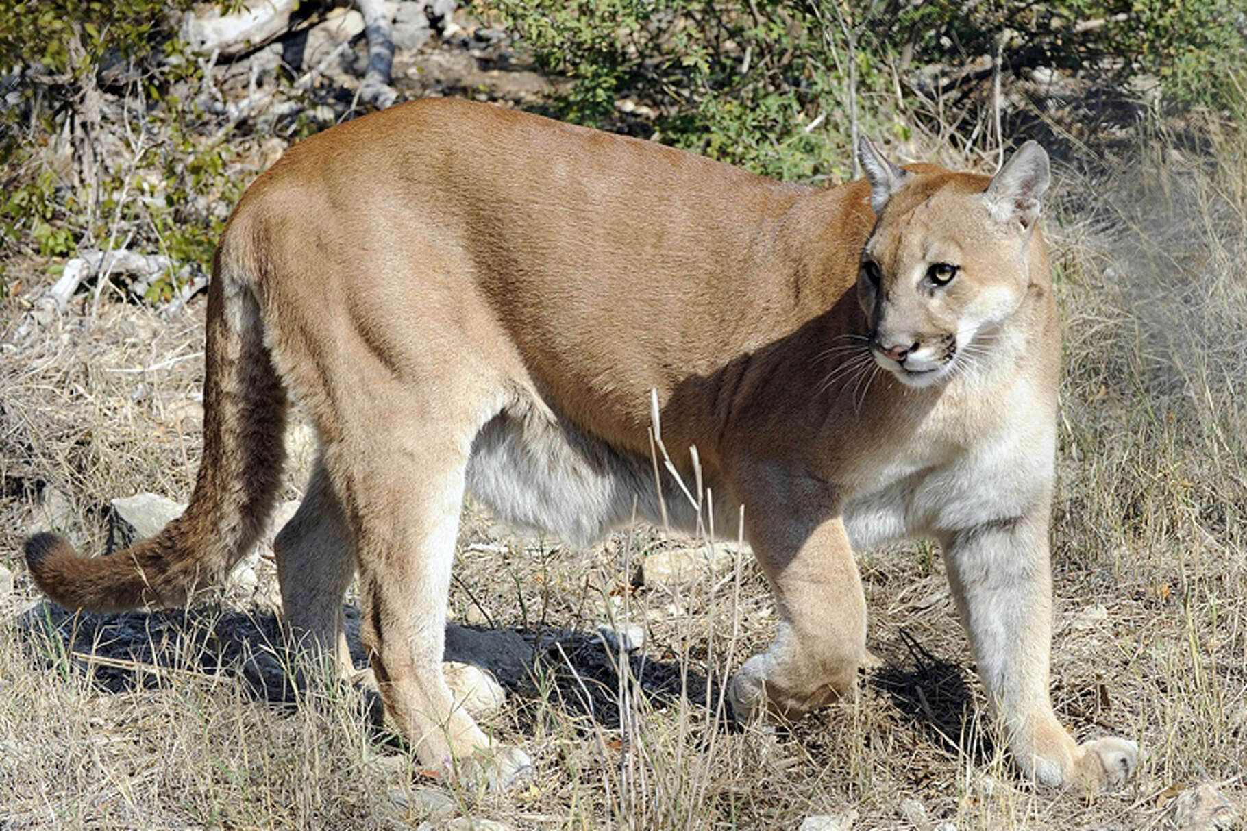 Mountain lion