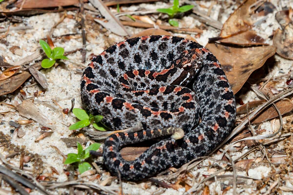 Texas rattlesnakes: when they give birth and what to know about them