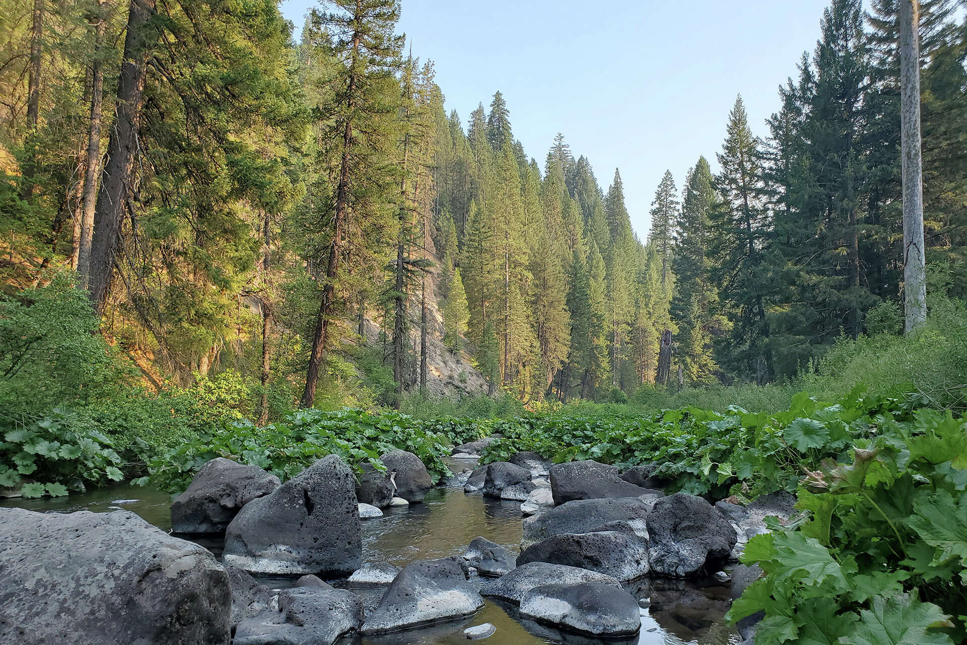 Norcal Forests Lightning sparks 3 small wildfires in Northern California forest