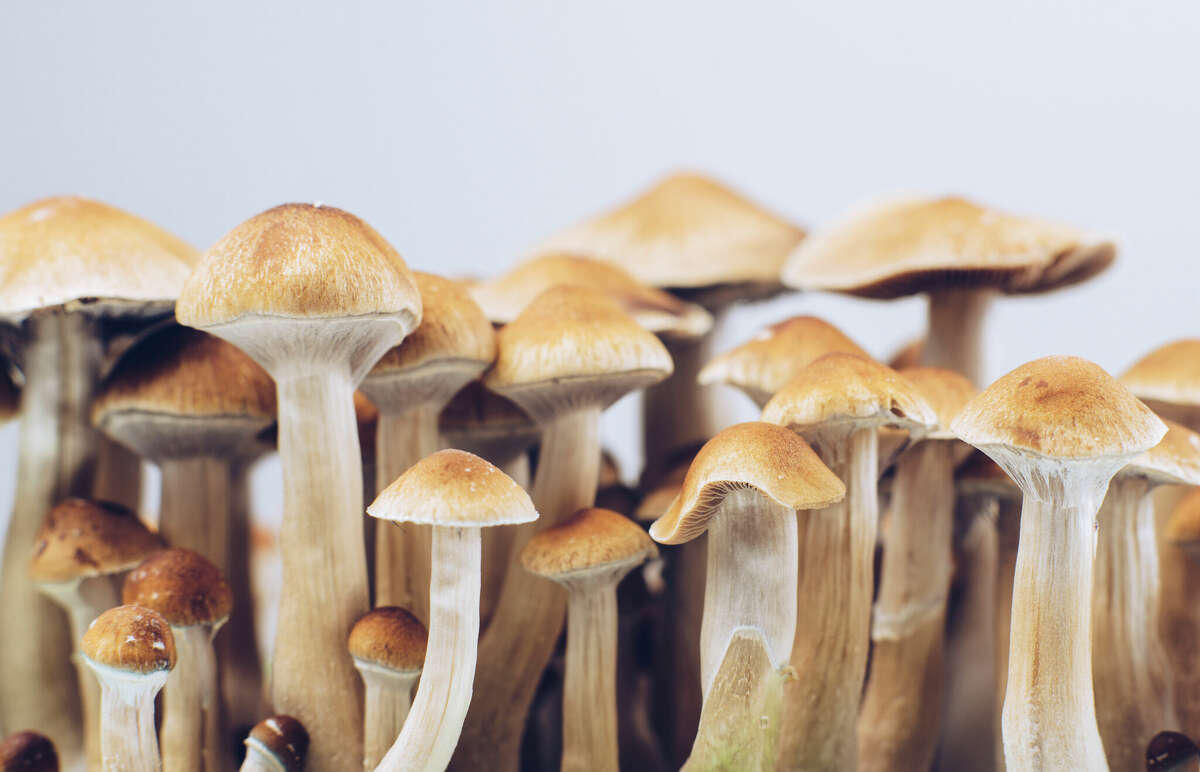 Hallucinogenic Mushrooms Pictures