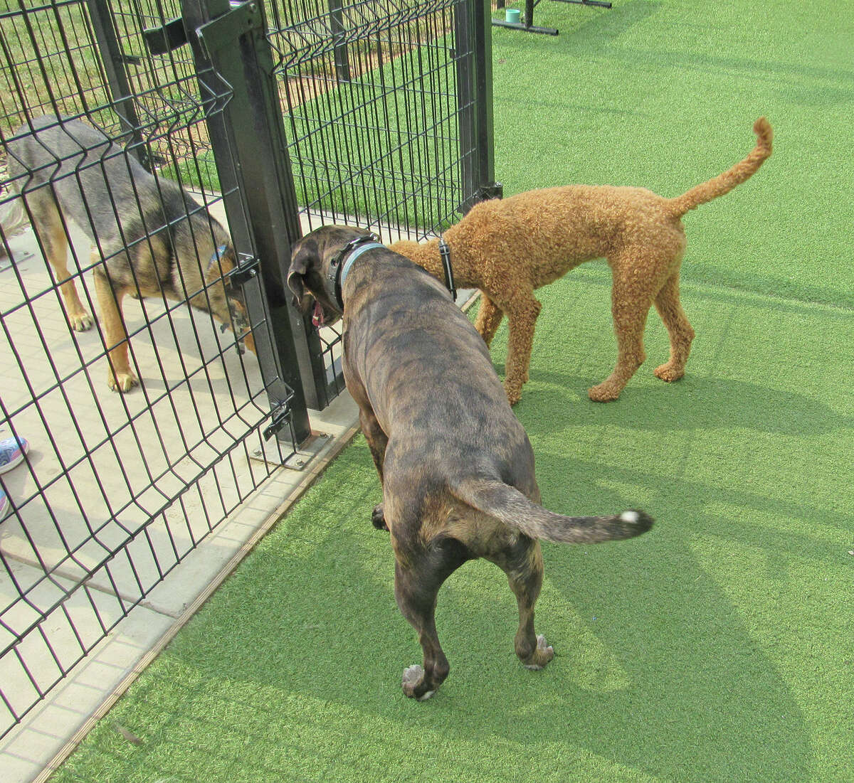 Sign dedication held at Brent Leh Dog Park in Edwardsville