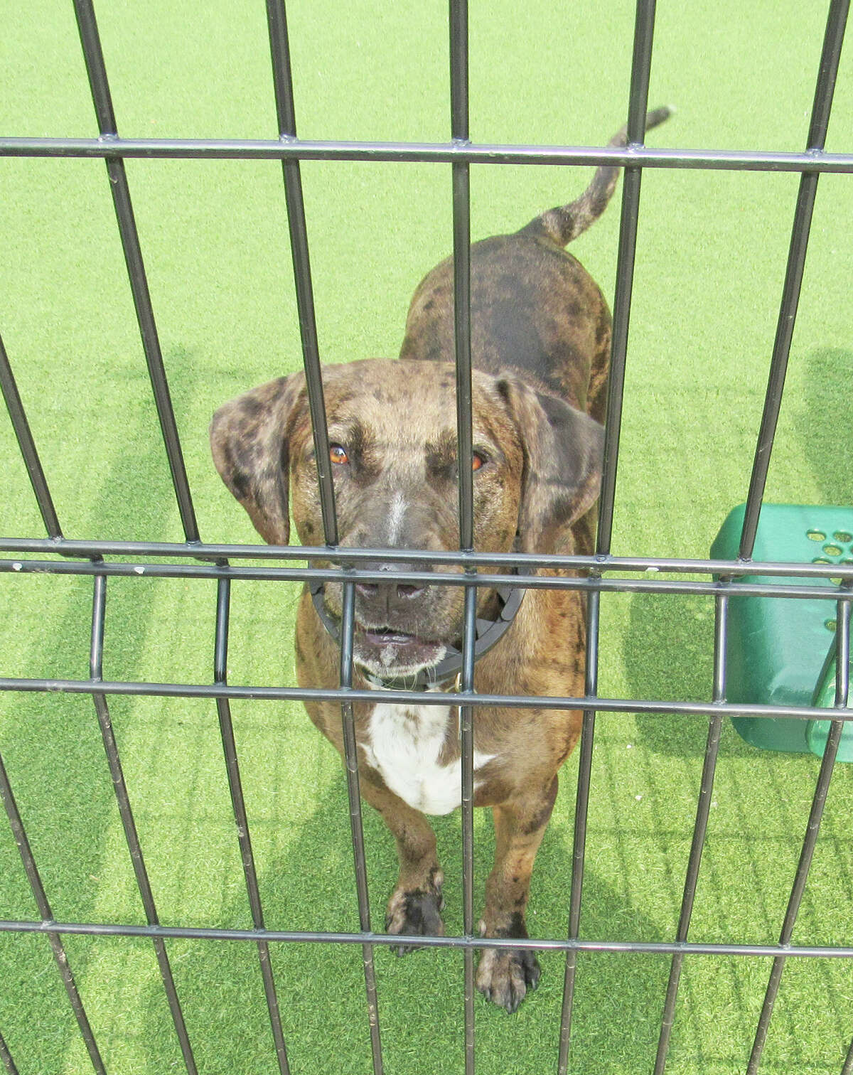 Sign dedication held at Brent Leh Dog Park in Edwardsville