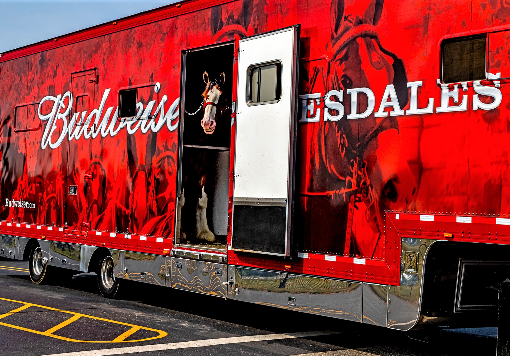 Budweiser Clydesdales to visit Manistee today, image size:1667x1163