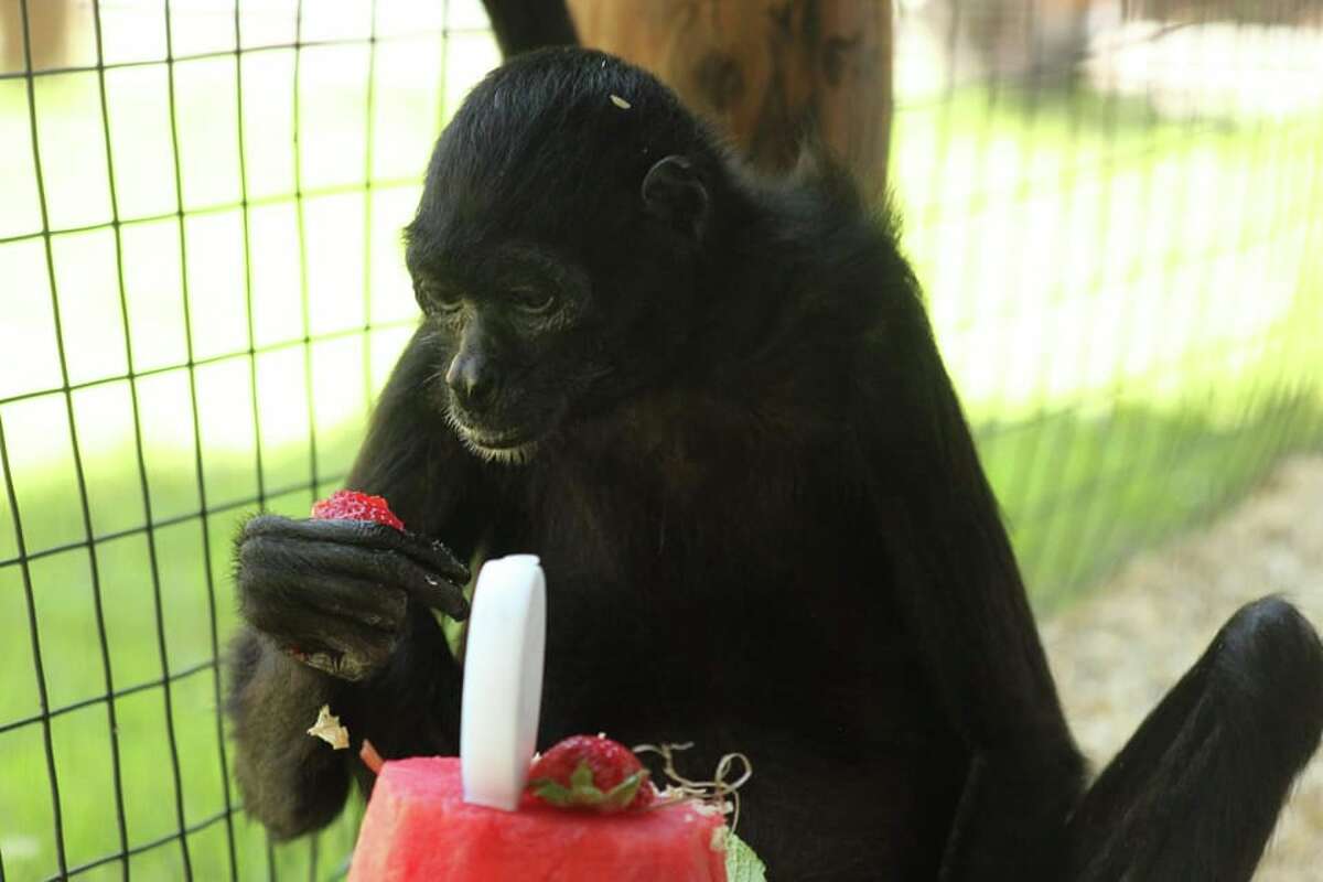 One of world's oldest spider monkeys dies at New York zoo
