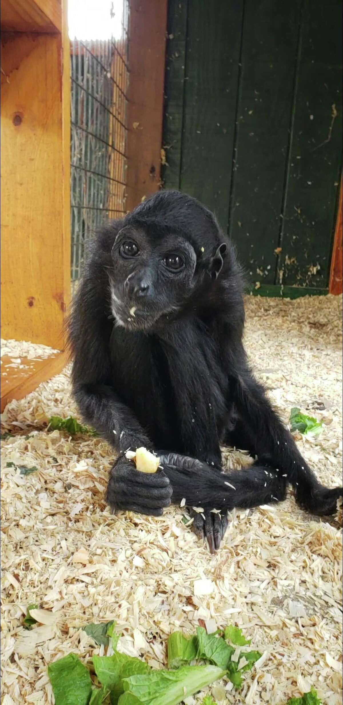 one-of-world-s-oldest-spider-monkeys-dies-at-new-york-zoo