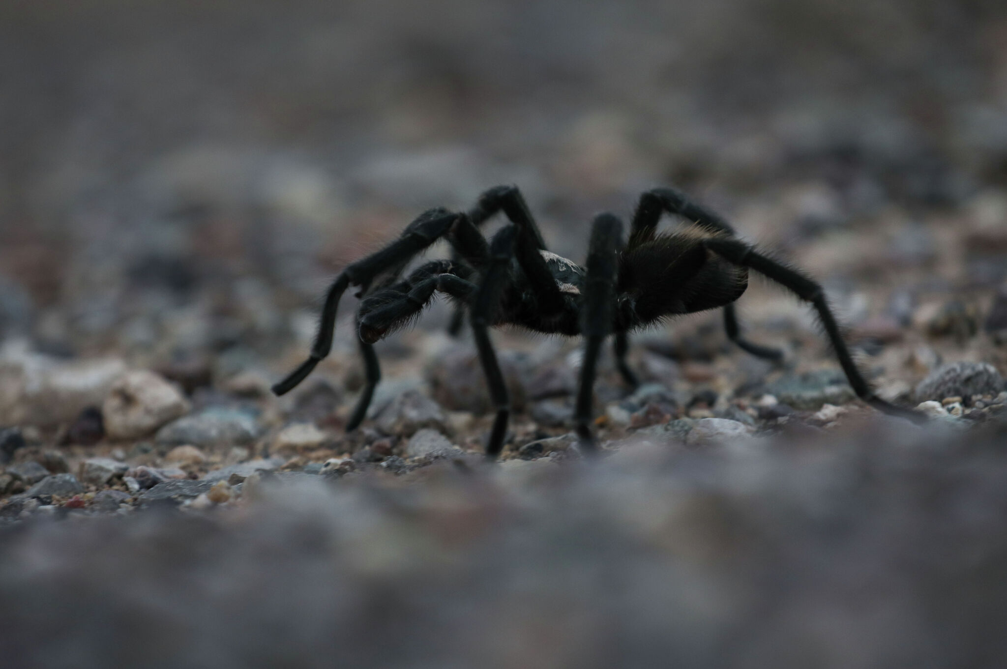 ‘Tarantula season’ in Texas: what you need to know