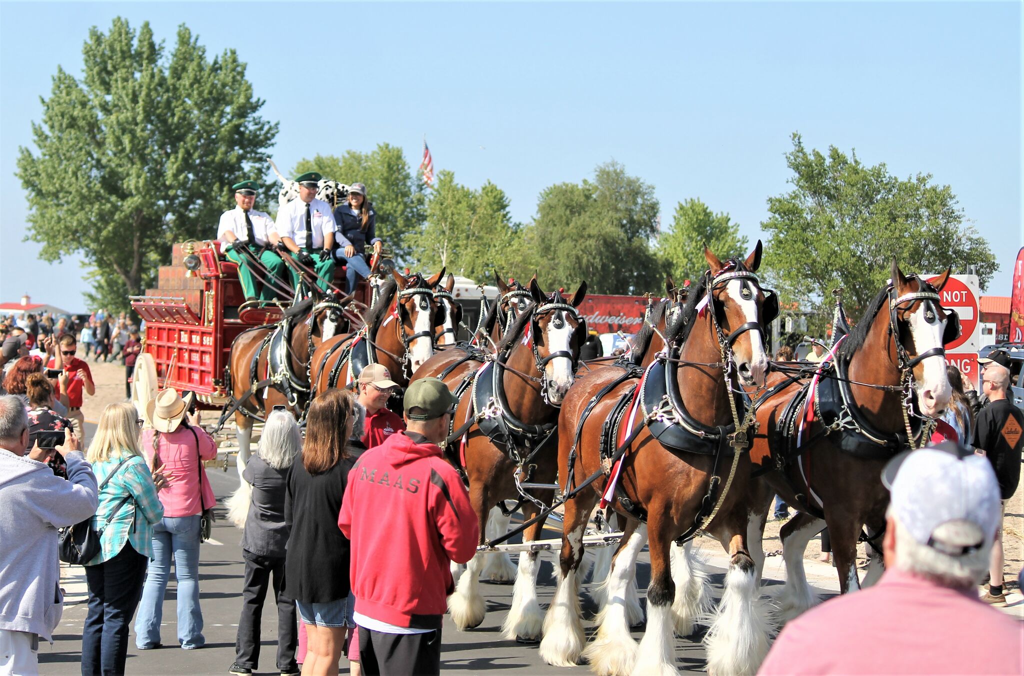 The Anheuser-Busch Clydesdale eight horse hitch makes its way