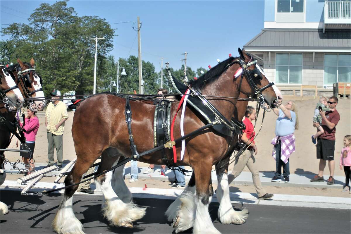 Budweiser Clydesdales visit Manistee