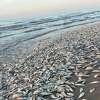 Thousands of dead fish were found washed ashore along beaches near Freeport, Texas. 