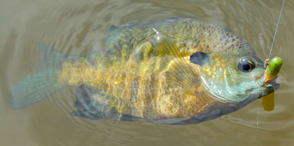 Sunny side up Sunfish provide fast action all summer long