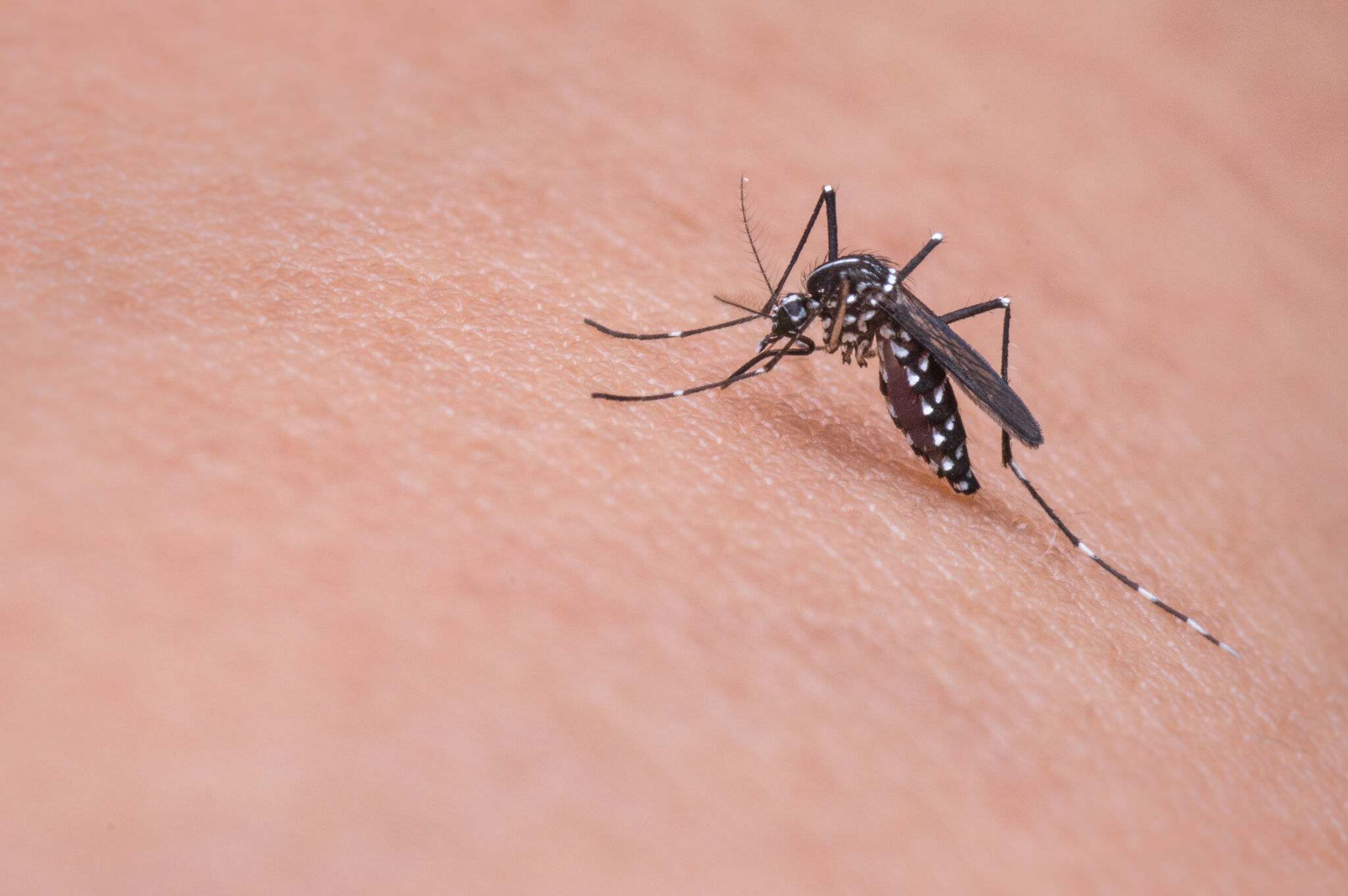 harris-county-finds-its-first-trace-of-west-nile-virus-of-2023