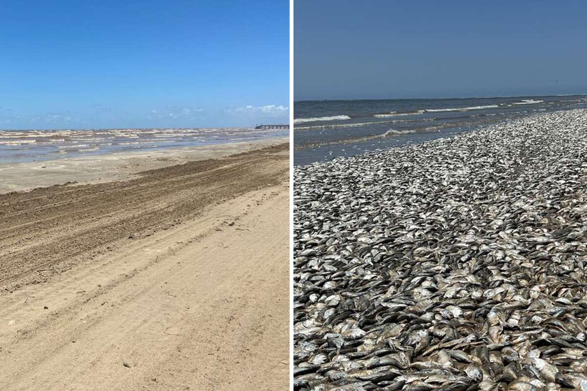 Texas fish kill Cleanup underway after thousands of fish wash ashore