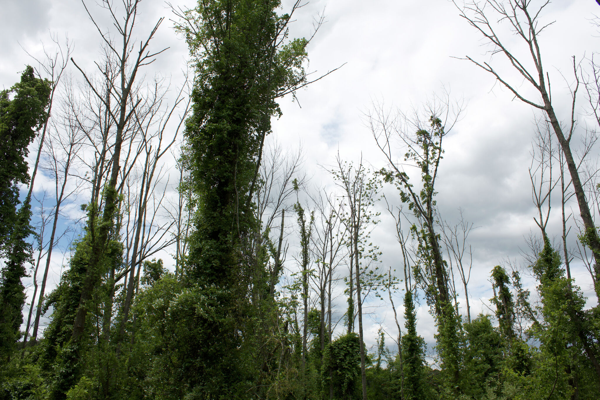 ash-trees-face-uncertain-future-in-upstate-new-york