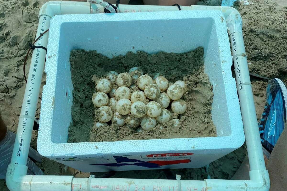 The 84 eggs have been collected and taken to the Padre Island National Seashore Division of Sea Turtle Science and Recovery where they will be incubated, hatched, and ultimately released.