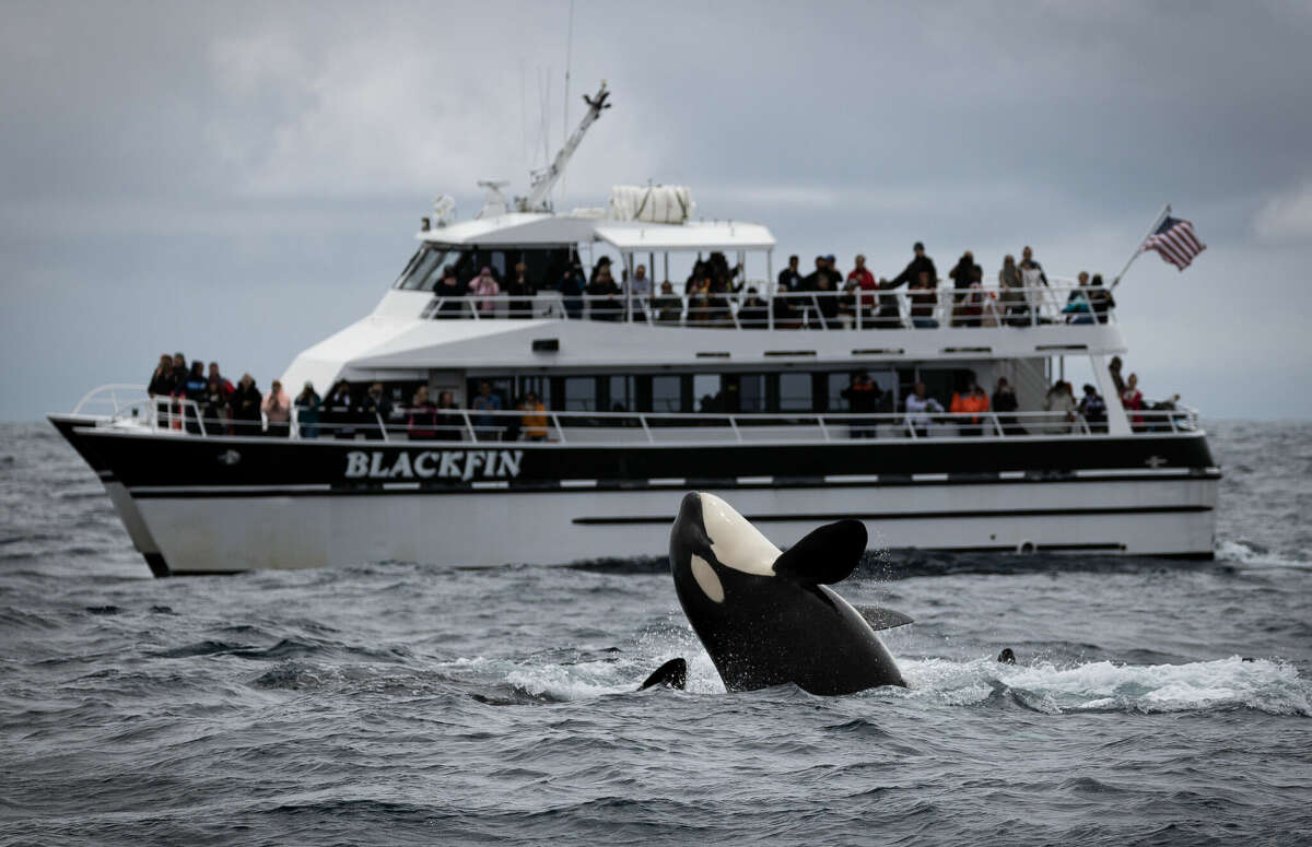 观鲸者被显示,虎鲸社交蒙特利湾周日,6月11日。