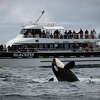 观鲸者被显示,虎鲸在蒙特雷湾周日,6月11日。