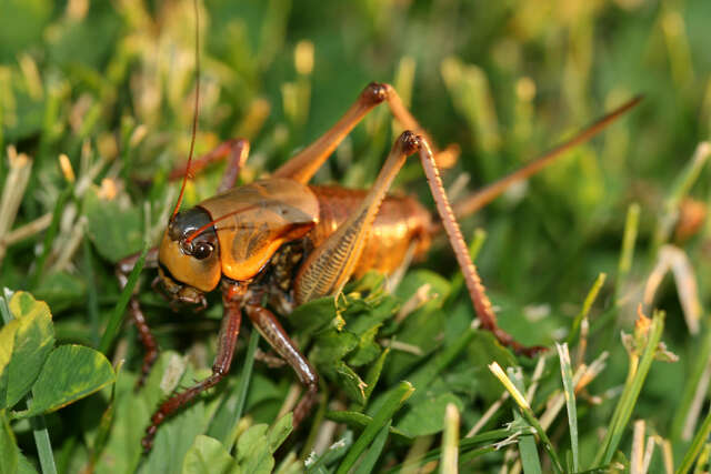 Cannibalistic bugs are wreaking havoc on Nevada’s roads