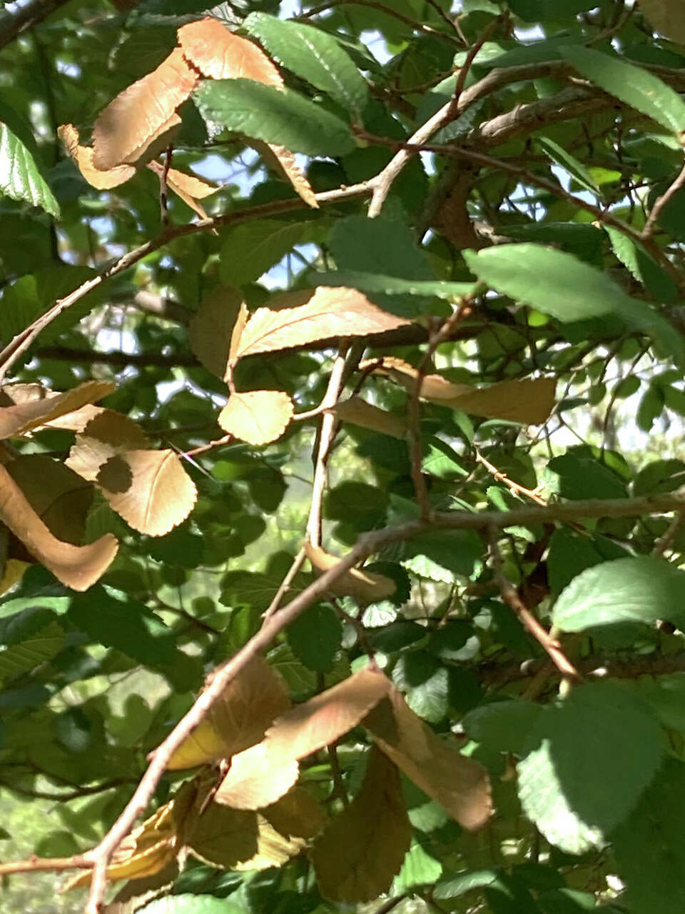 Elm Leaves Turning Brown