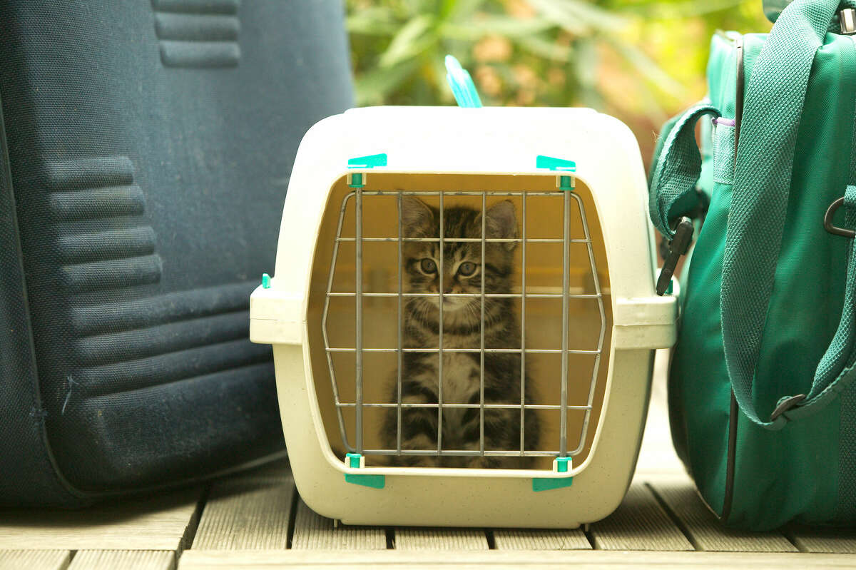 Make Sure Your Cat Crate Is The Right Size For Your Cat