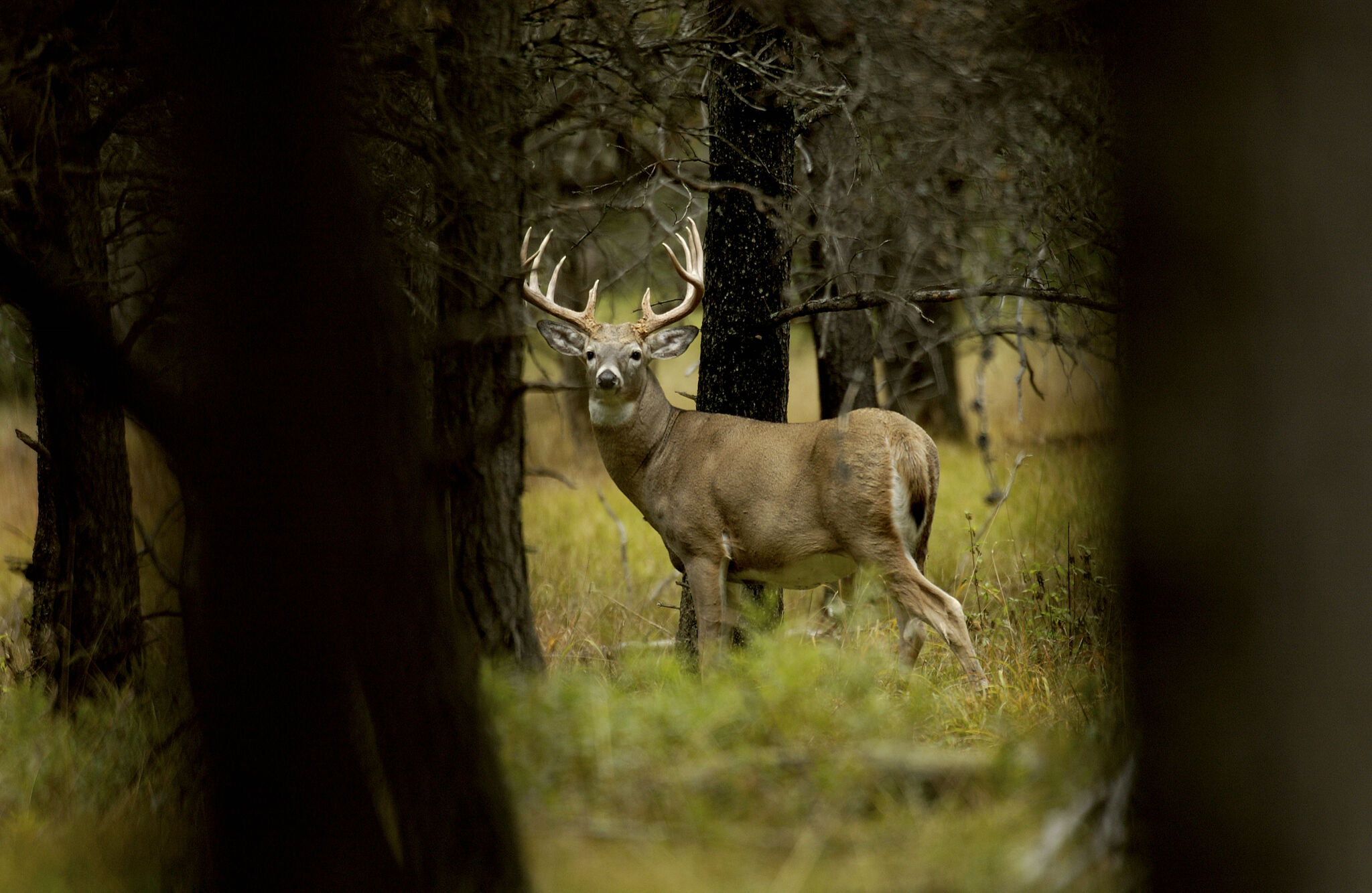 Big Rapids Michigan Contracts With USDA To Conduct Deer Culls In 2024   RawImage 