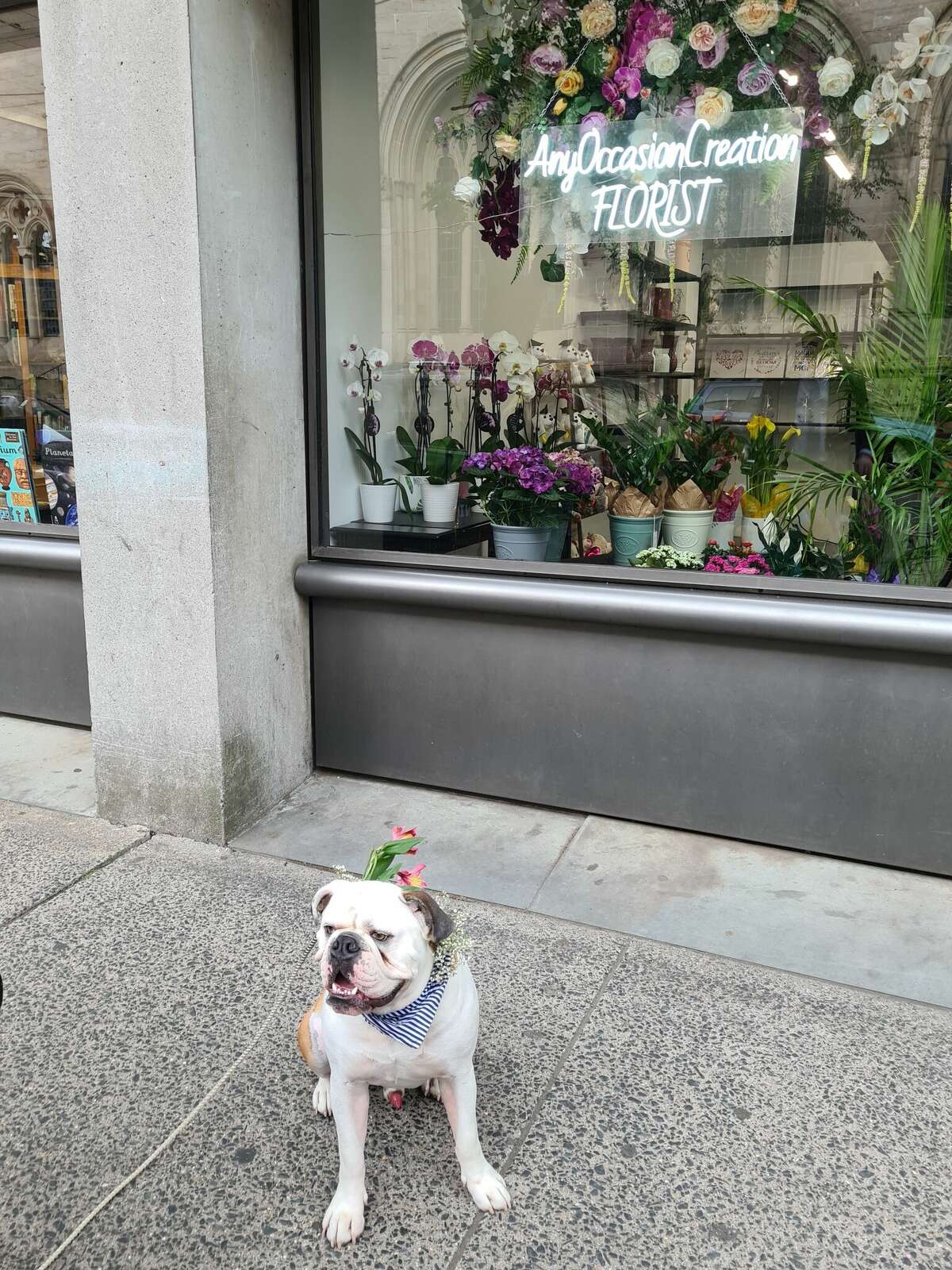 New Haven florist's dream blooms in downtown Chapel Street shop