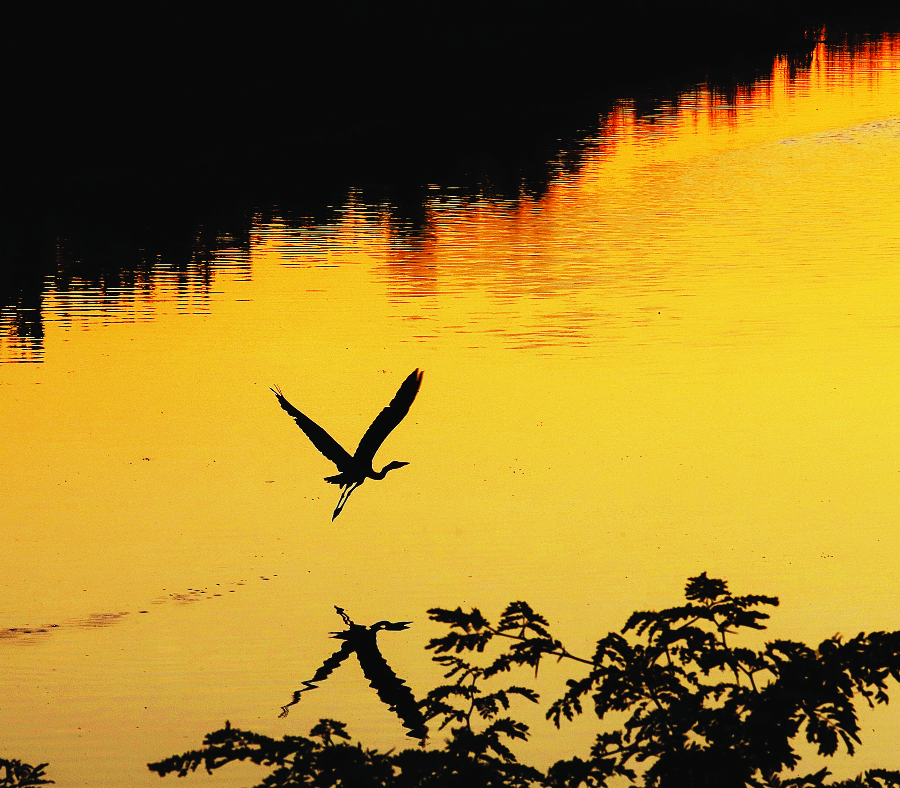 A heron glides over the water in the low lying area next to Route 143 - Vimarsana News