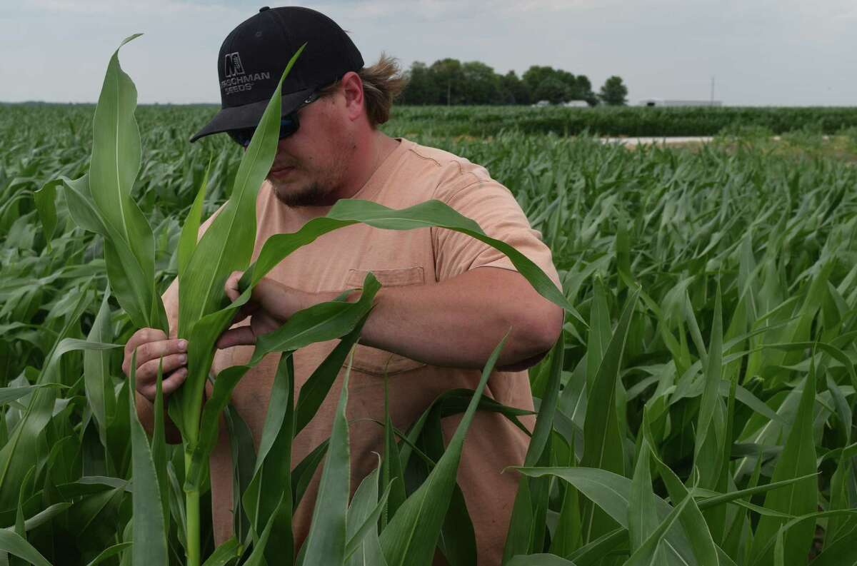 Corn remains king in Illinois as demand continues to grow