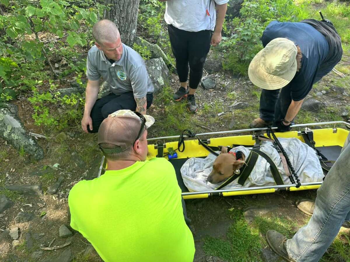 Fire crews rescue dog who jumped from tower in Mount Tom State Park