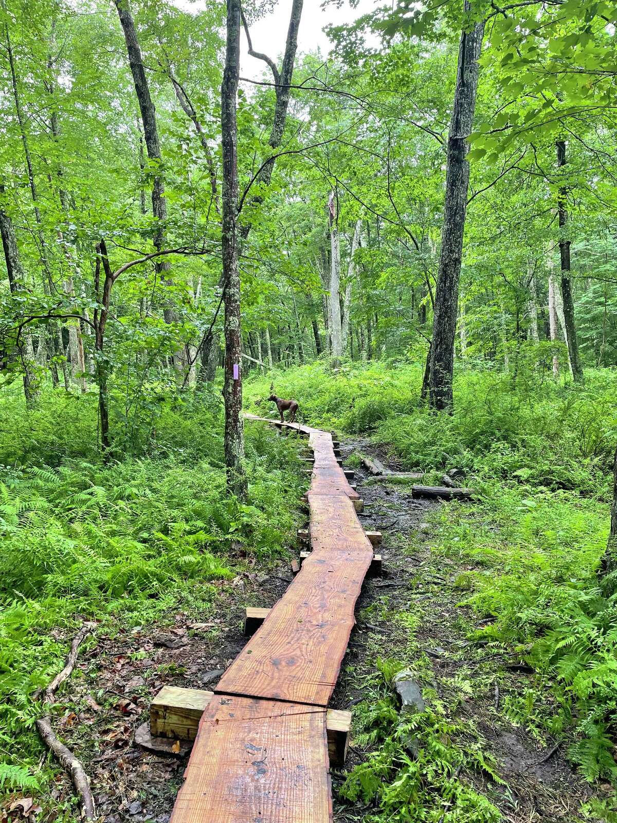 Land trusts are key to preserving CT's wilderness areas