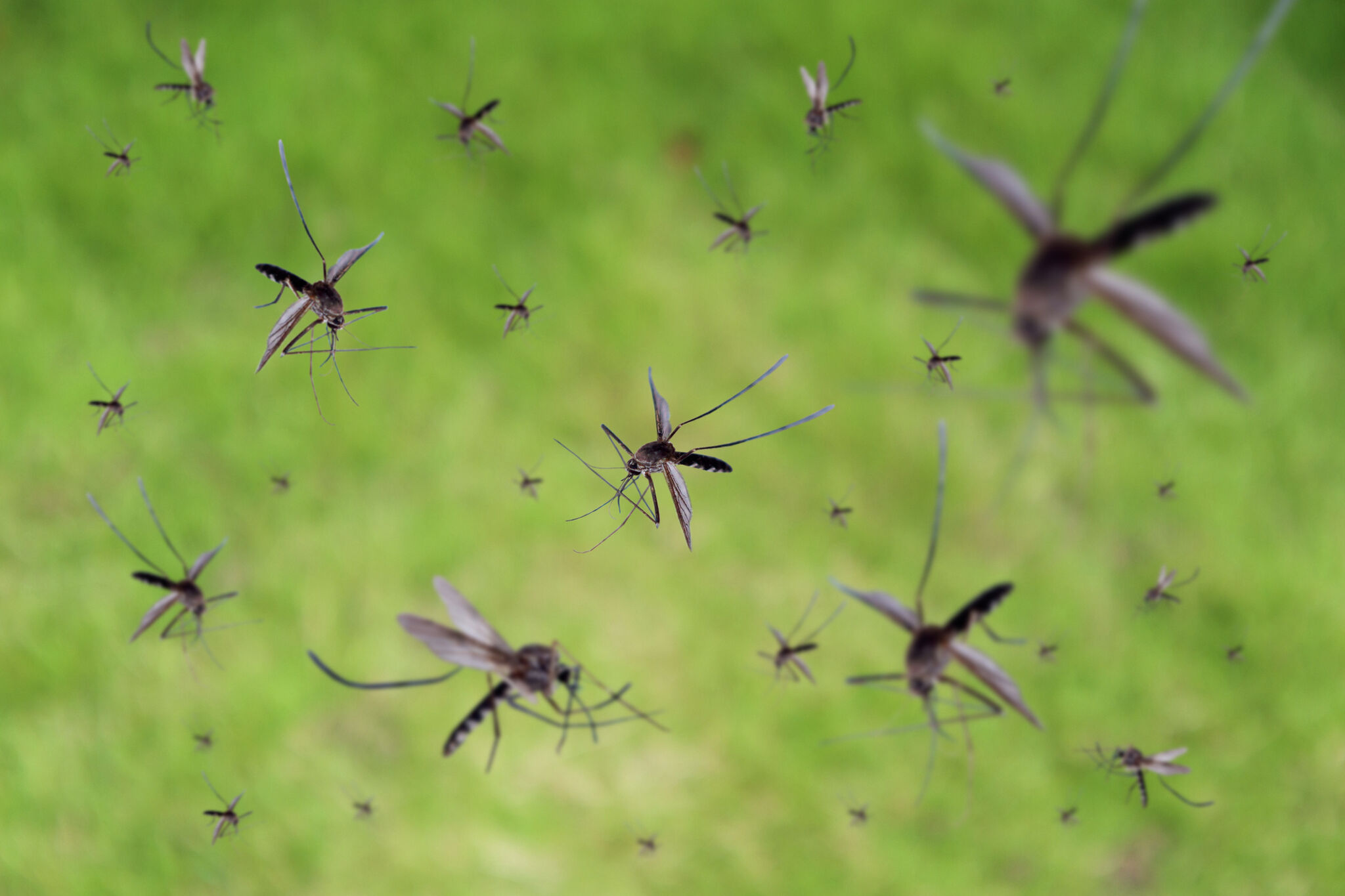Mosquitoes are bad in San Antonio right now. Here's why.