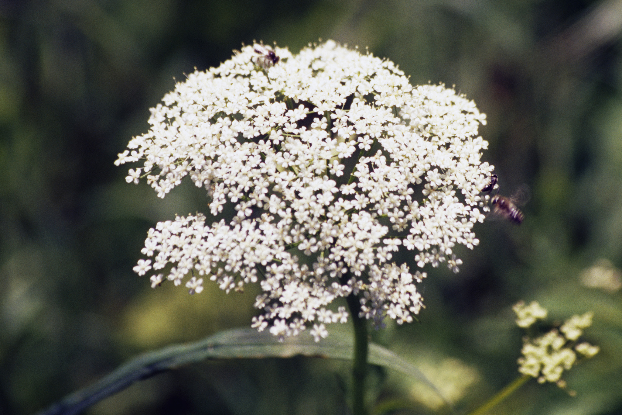 Local Poison A deadly plant grows across the Bay Area: Should you be worried?