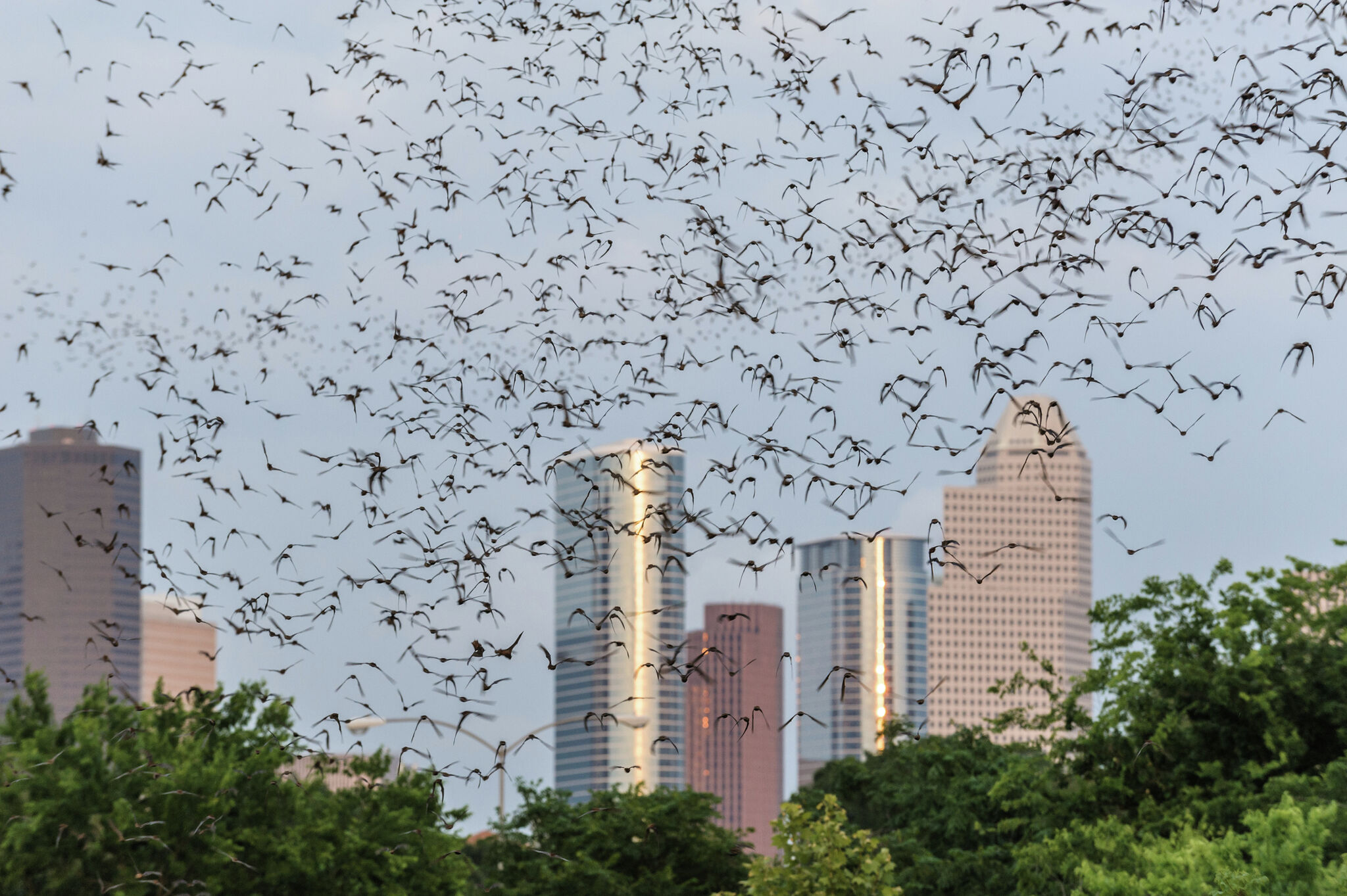 Watch Bat colony taking flight detected on Texas weather radar