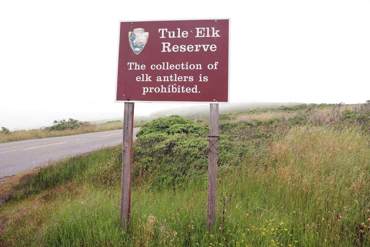 This Bay Area national park might remove a controversial elk fence