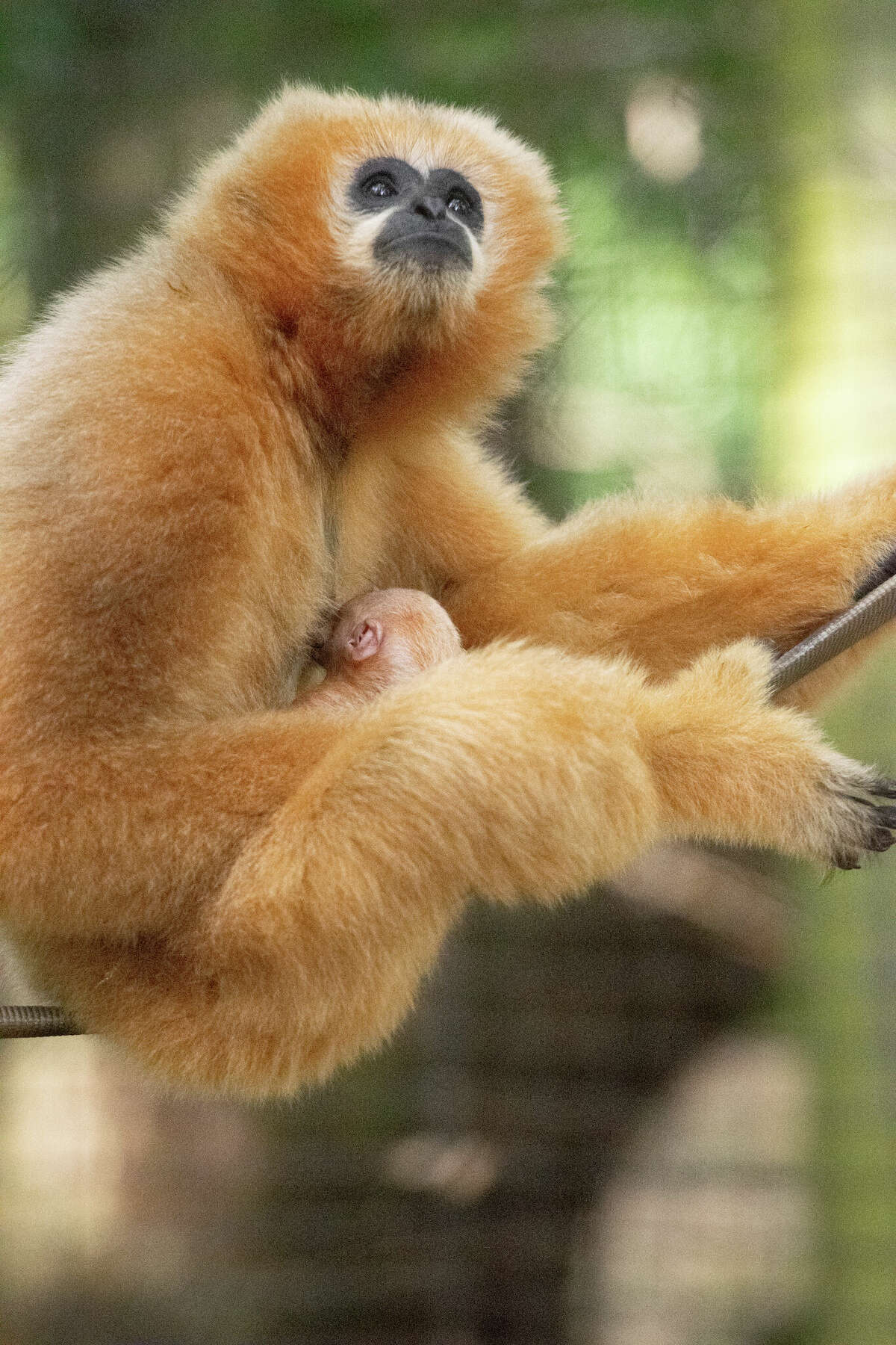 Houston Zoo celebrates birth of its first baby gibbon