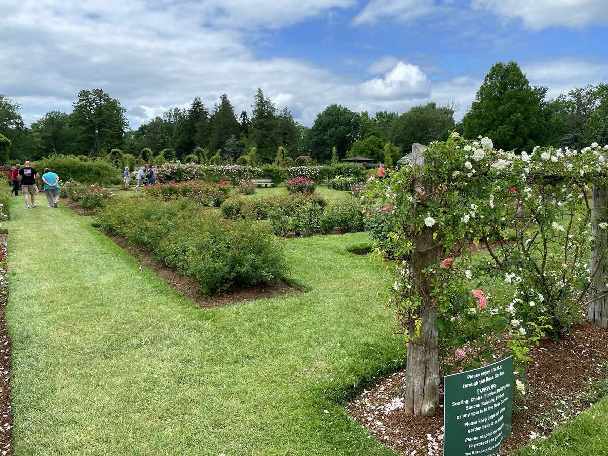 Rose Weekend coming to Elizabeth Park in Hartford this weekend