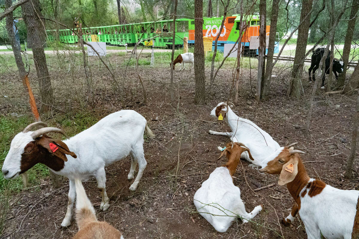 Goats return to Brackenridge Park to eat overgrown areas