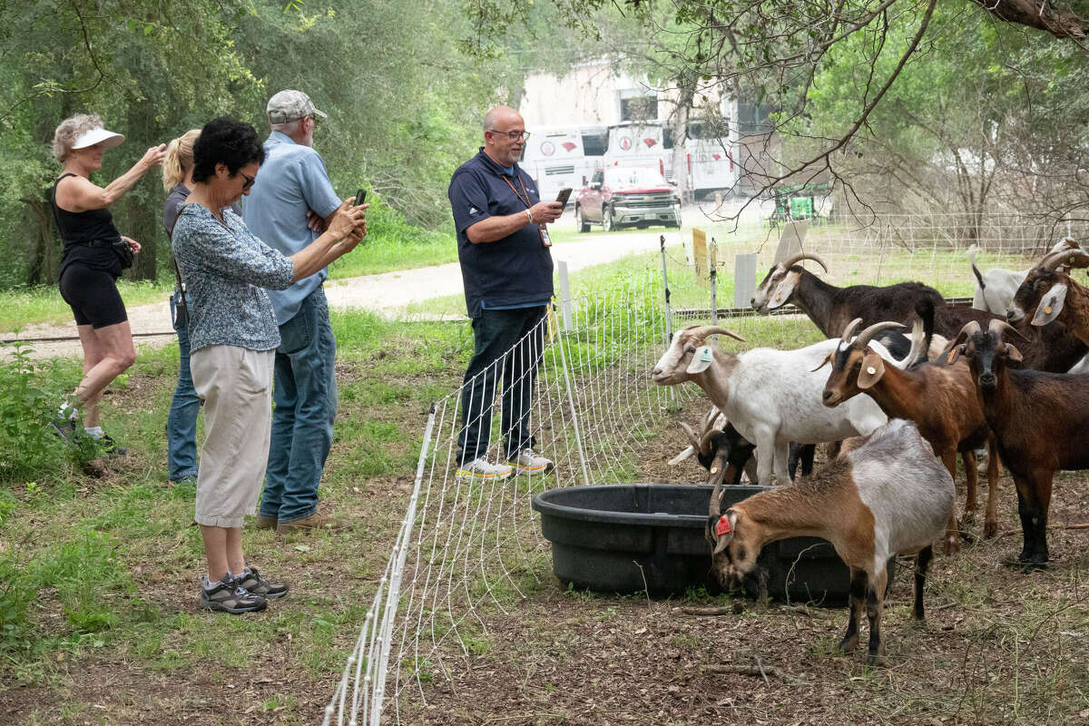Goats return to Brackenridge Park to eat overgrown areas