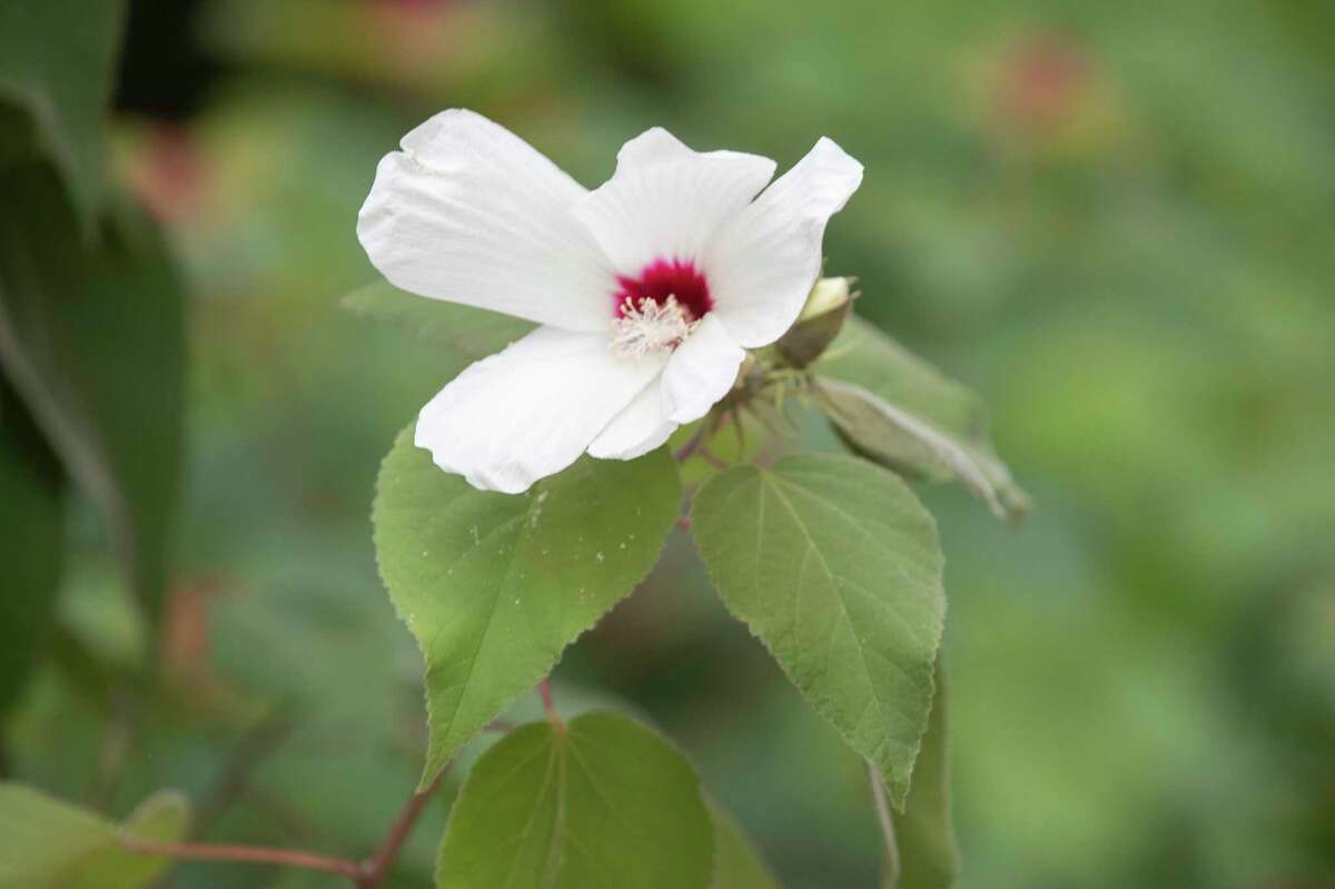 Foraging in The Woodlands: How to grow your own ‘food forest’