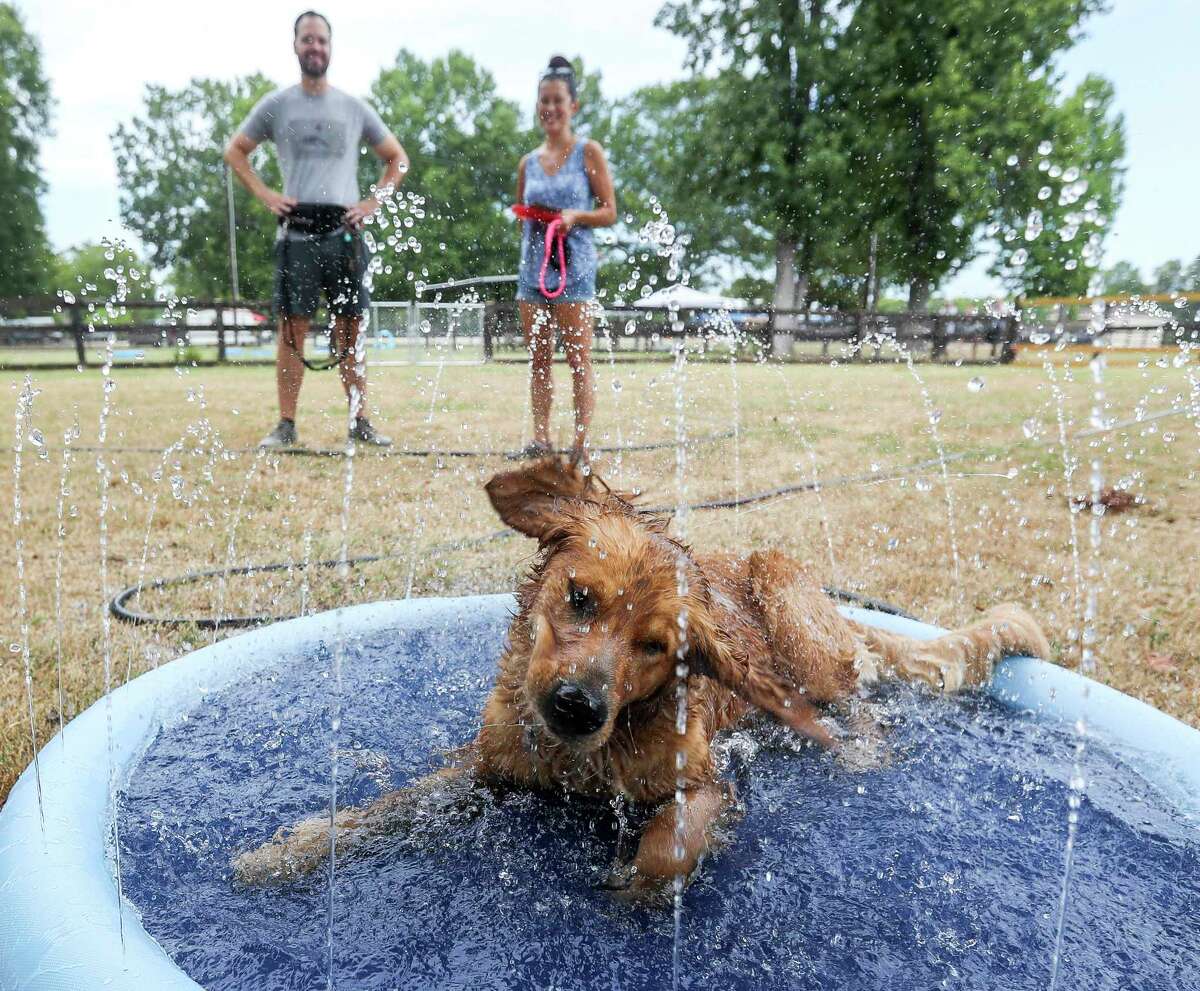The Woodlands pet boarding 15 spots to take your pet this summer
