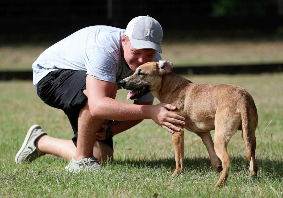 The Woodlands pet boarding 15 spots to take your pet this summer