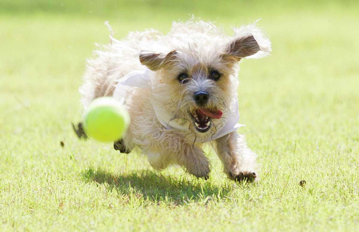 Bring your Dog to the Park this Summer