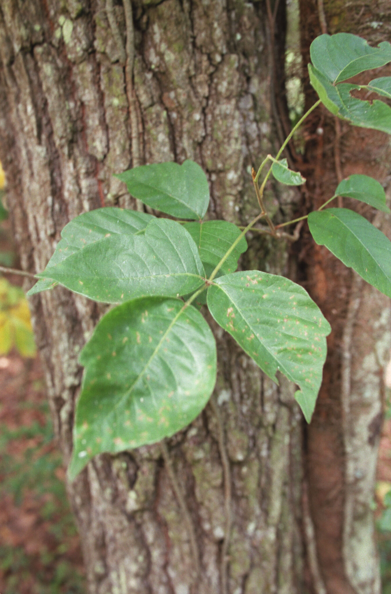 Yes, you are seeing more poison ivy in CT