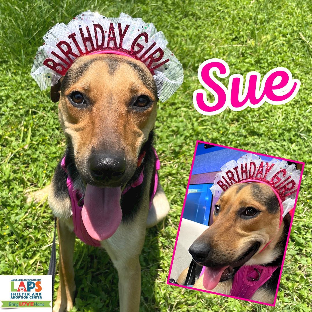 LAPS is seeking a home as a birthday gift for Sue, its Pet of the Week - Vimarsana News