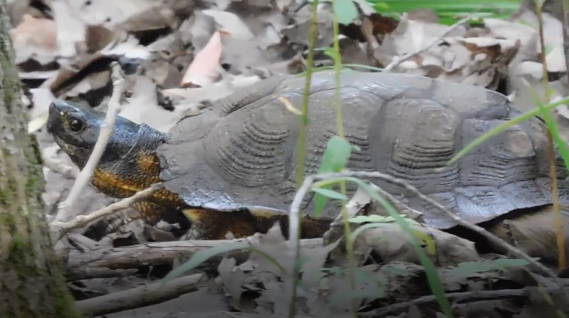 The rare wood turtle is on Michigan's endangered species list