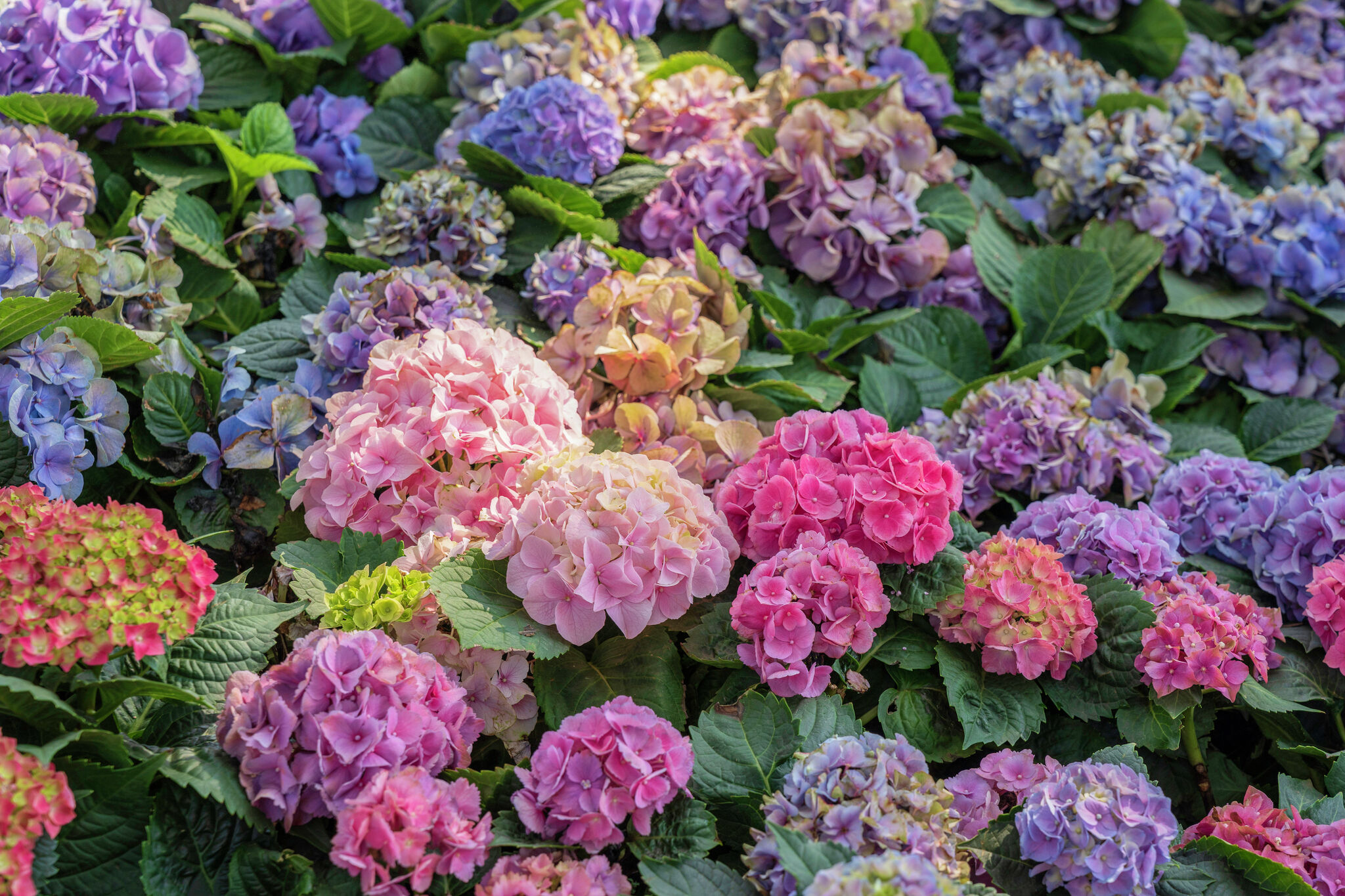 Do Hydrangeas Need to Be Cut Back for Winter?
